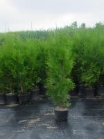  Thuja Columna 90-100 cm